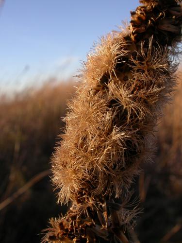 Prairie blazing star, closeup of dried floral stalk showing texture of pappus bristles