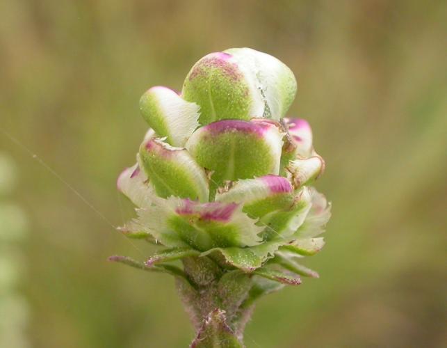 Unopened flowerhead of rough blazing star, side view, closeup showing involucral bracts