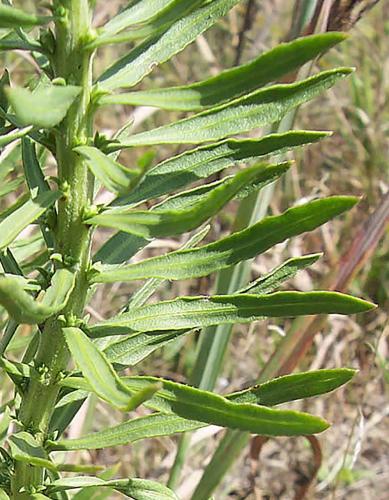 Rough blazing star higher portion of stem with leaves