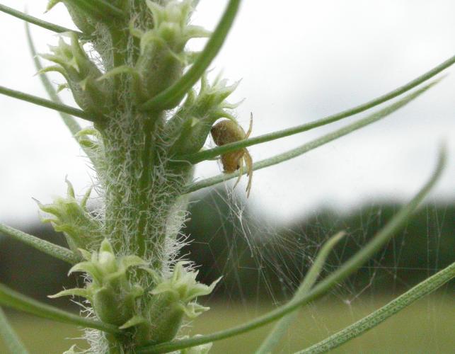 Small spider in a web attached to leaves and inflorescence of prairie blazing star