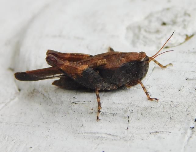 Black-sided pygmy grasshopper resting on a white-painted surface viewed from right side