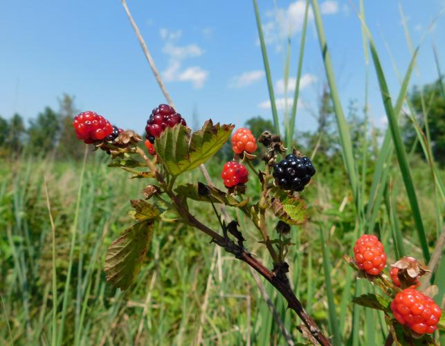 Blackberries ripening at William S. Lowe Conservation Area, Audrain County
