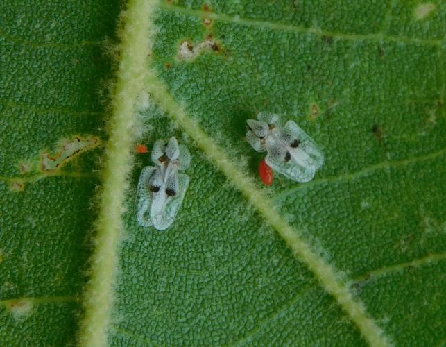 Two sycamore lace bugs on the underside of a sycamore leaf, each with a red mite attached to it