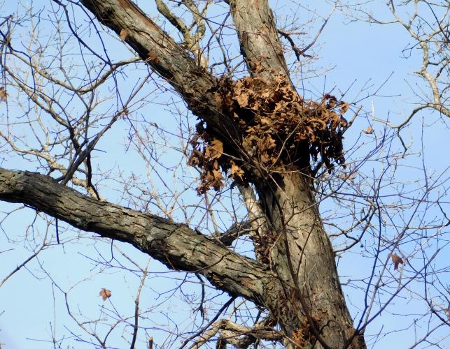 Leafy nest of a tree squirrel positioned in the branches of a hickory tree