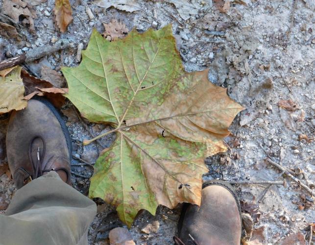 Fallen sycamore leaf lying on the Katy Trail with a person's boots nearby for scale