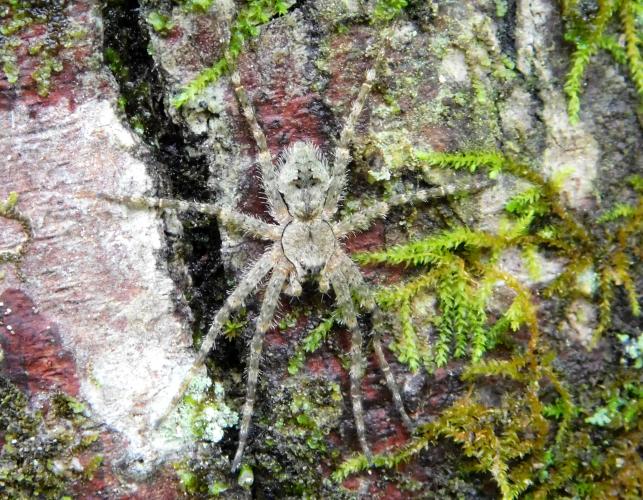Whitebanded fishing spider resting on a mossy tree trunk, legs outstretched
