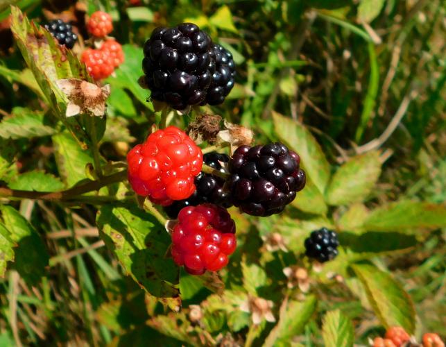 Blackberries on plant in prairie, some are ripe and black, a few unripe and bright red