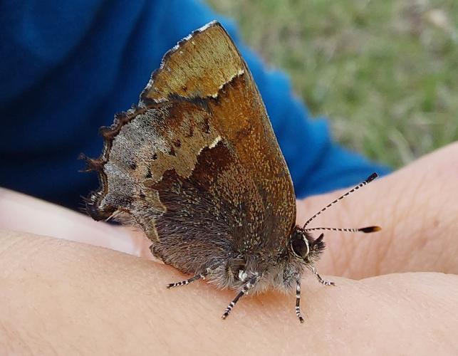 Henry's elfin butterfly, resting on a person's hand, viewed from the side