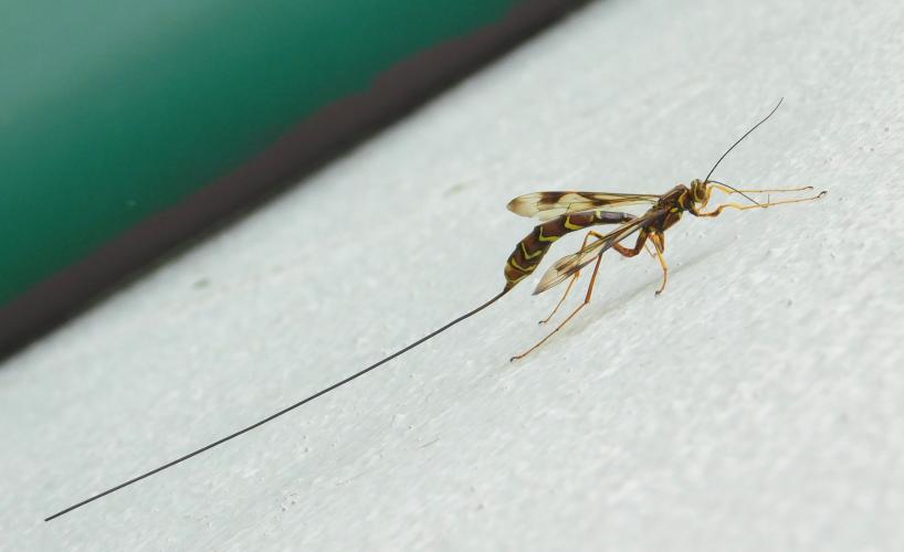 Female long-tailed giant ichneumon wasp resting on the side of a house, ovipositor outstretched