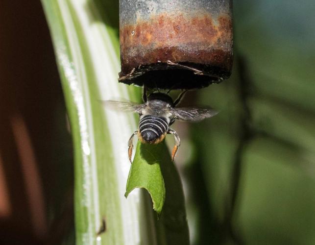 Leafcutter bee hoisting herself into bottom of wind chime pipe while gripping a fragment of leaf in her hind pairs of legs.