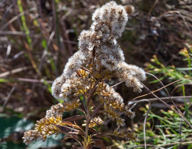 Goldenrod flowerhead maturing into fluffy-topped seeds