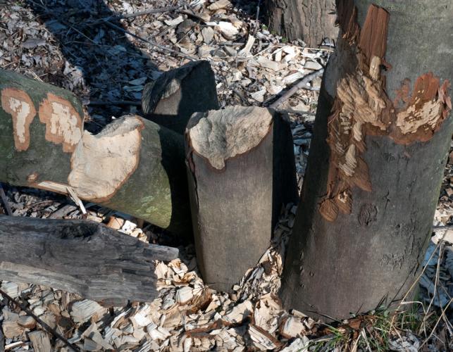 Trunks and fallen logs showing gnaw marks of beaver