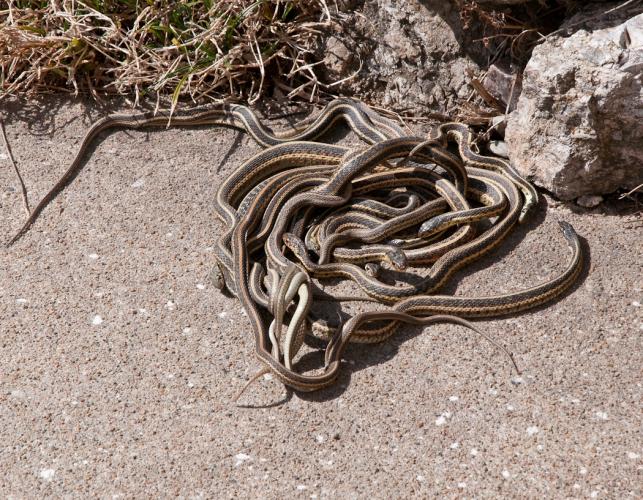 Several gartersnakes writhing together on a sidewalk in early March