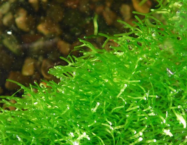 Crystalwort, or slender riccia, floating on water in an aquarium, viewed from above