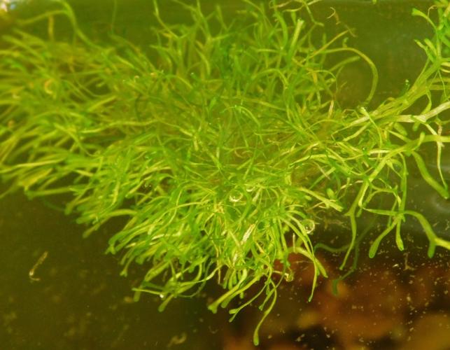 Side view of floating crystalwort in an aquarium