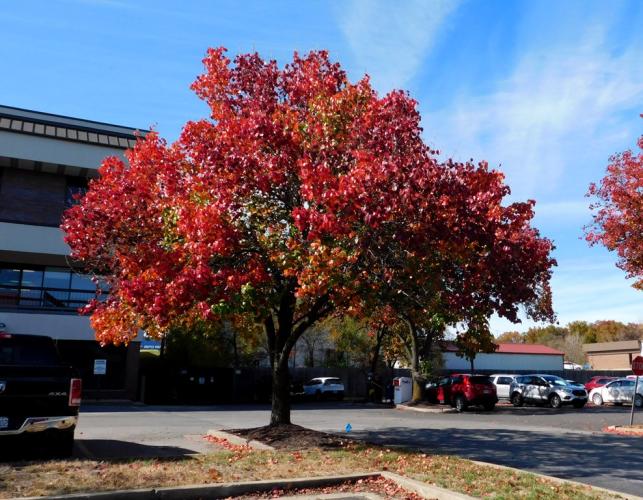 Callery pear tree in a parking lot, showing fall color
