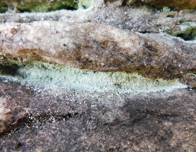 Pale green dust lichen coating the inner contour of a small shelf in a sandstone rock outcrop