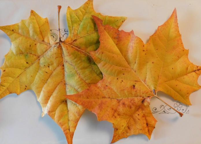 Two sycamore leaves showing fall color positioned on a table