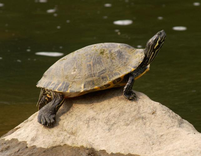 eastern river cooter (turtle)