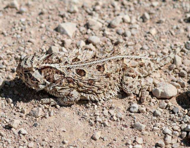 Photo of a Texas horned lizard camouflaged against a tan, gravelly substrate.