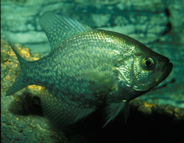 Image of a black crappie