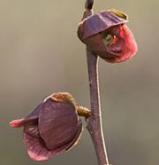 Two red-purple pawpaw blossoms on a branch