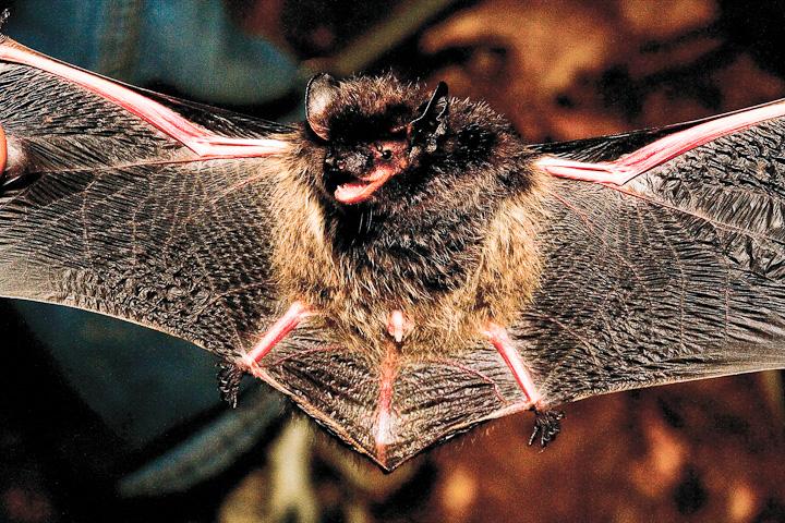 Silver-haired bat in flight.