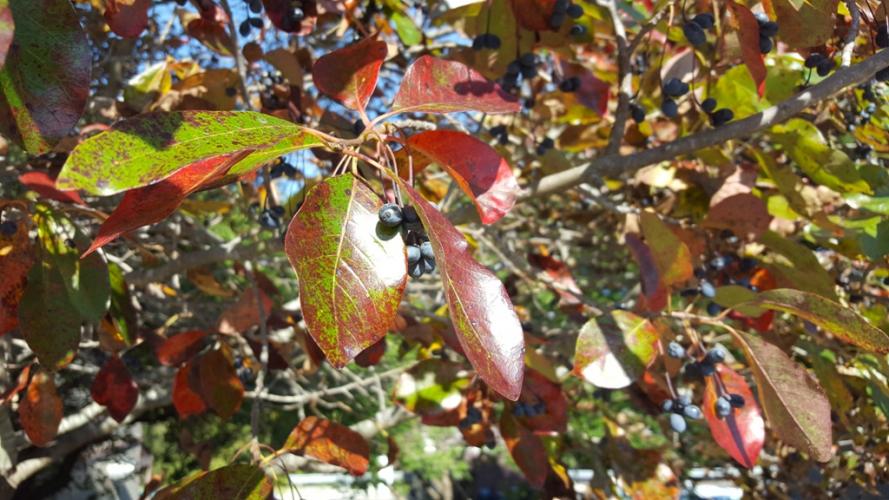Photo of black gum leaves turning color in fall, with bluish fruits as well.
