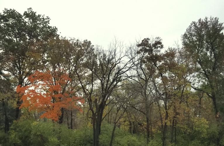 View of a treeline with mostly green oaks, a single bright orange sugar maple, and an understory of bright green bush honeysuckle
