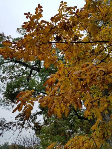 Golden and rust-colored autumn leaves of shagbark hickory against a pine tree and a pale sky beyond