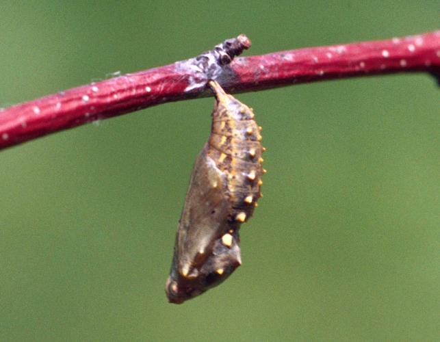 Photo of chrysalis of painted lady butterfly