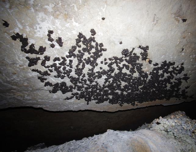 Photo of a gray myotis colony of approximately 3,000 individual bats, clinging to a cave ceiling.
