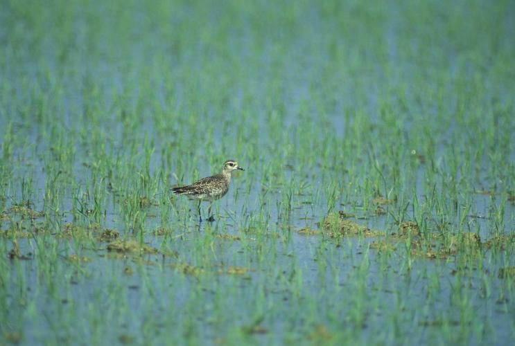 American golden-plover foraging in a wetland