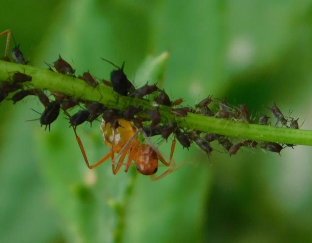 Photo of numerous aphids feeding on a plant stalk, with an ant tending them