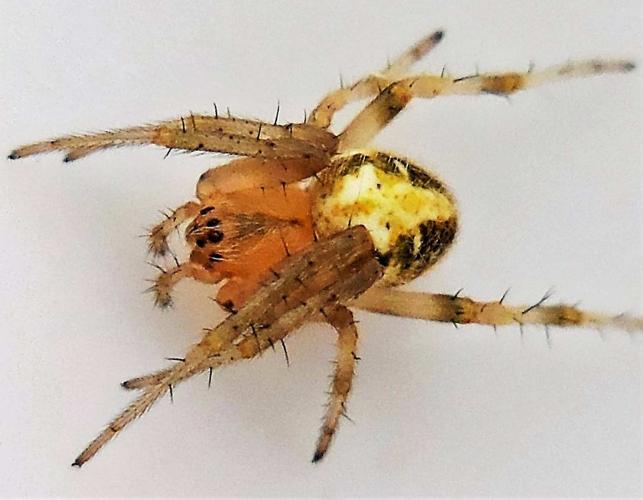 Photo of a female arabesque orbweaver spider