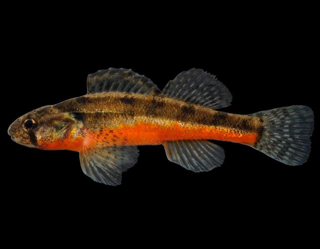 Arkansas darter, male in spawning colors, side view photo with black background