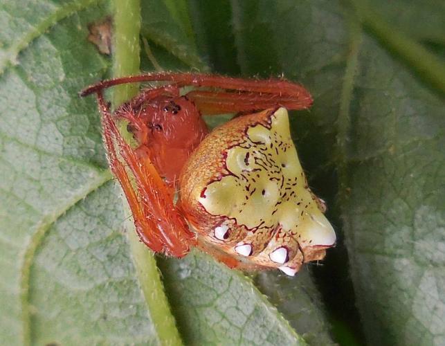 Photo of an arrowhead spider with pinkish carapace and legs and pale yellow abdomen, on a leaf