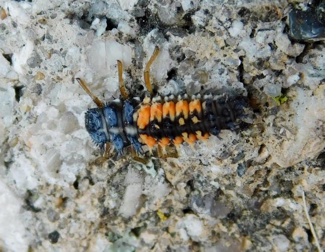 Multicolored Asian lady beetle larva walking on a concrete wall, closeup