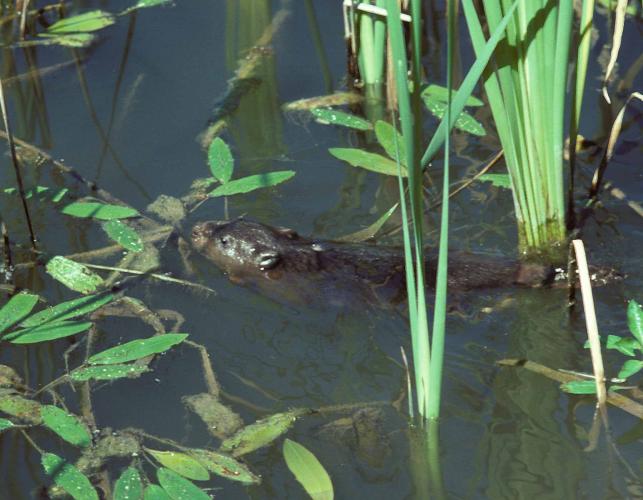 Photo of a beaver swimming