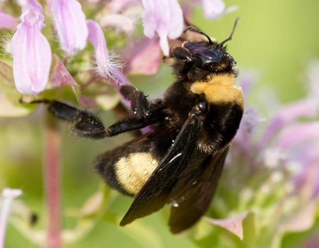 Black-and-gold bumble bee visiting wild bergamot flowerhead