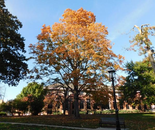 Photo of a black maple, showing fall color, on a college campus