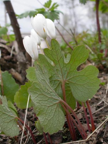 Photo of bloodroot flowers, leaves, and stems