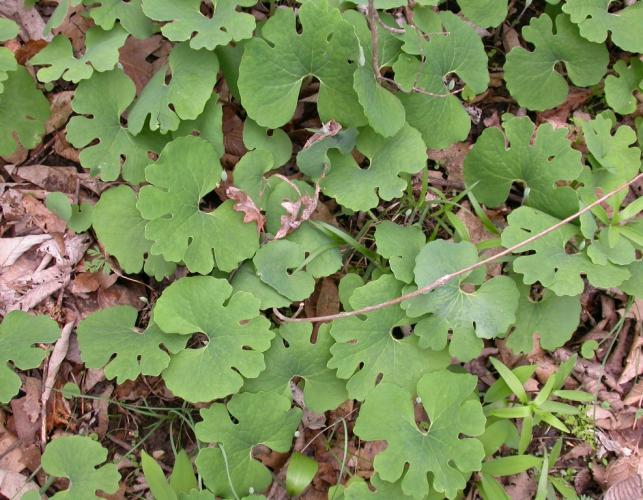Photo of a bloodroot colony showing many leaves.
