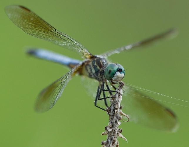 Male blue dasher dragonfly perched on the tip of a twig, with dew on its wings