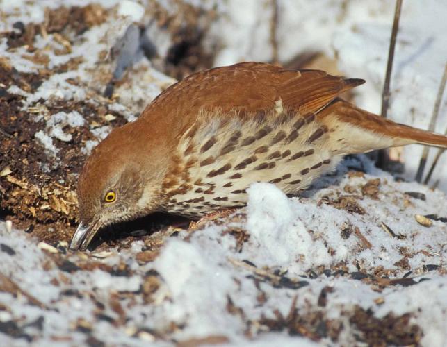 Photo of a brown thrasher foraging in soil.