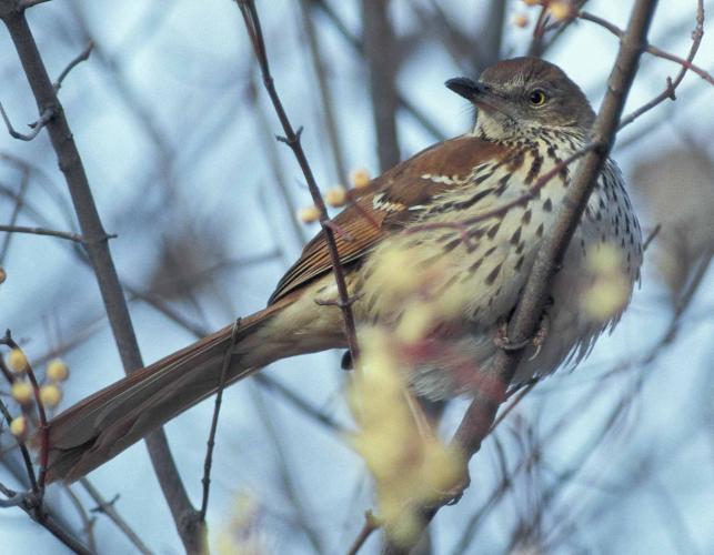 Photo of a brown thrasher in a tree.