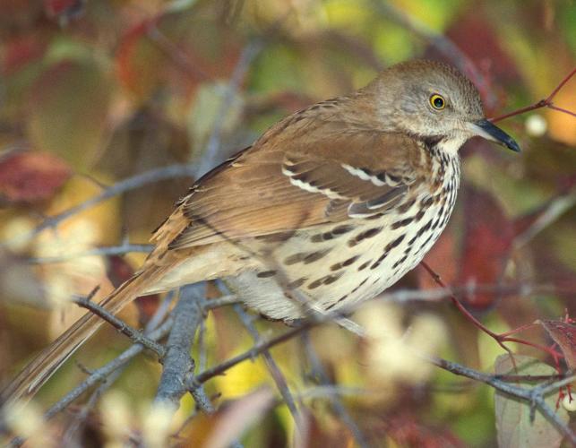 Photo of a brown thrasher perched on a branch.