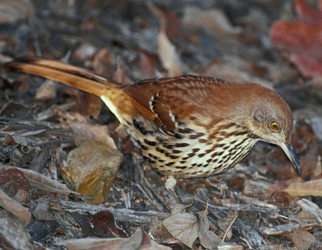 Photo of a brown thrasher foraging on the ground.