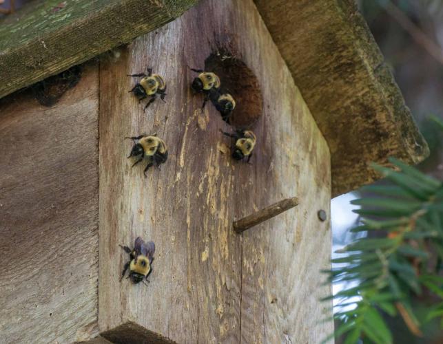 Photo of several bumble bees walking on front face of a bird house.