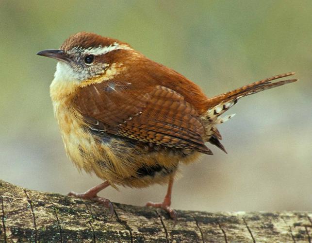Photo of a Carolina wren perched on a branch, feathers fluffed out.